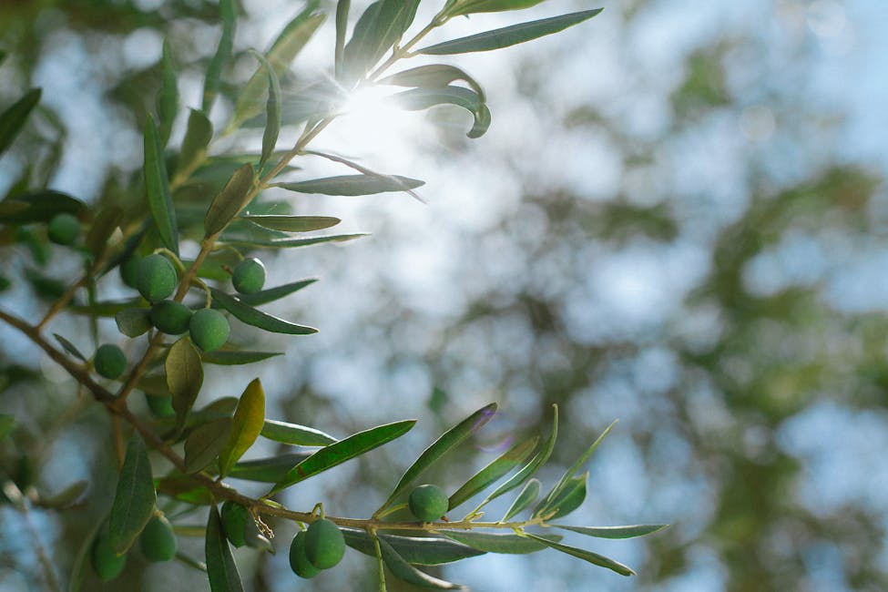 albero olivo 